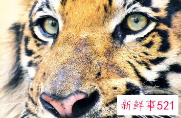 生肖属虎的人性格特点