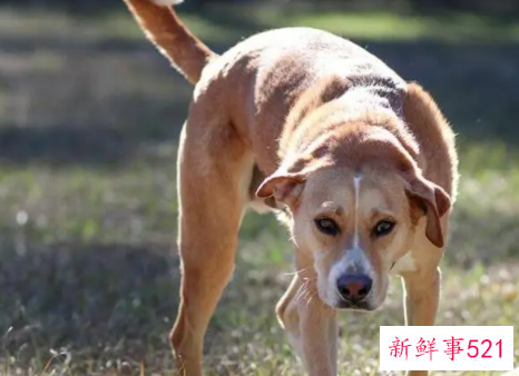 女人梦见狗和自己很好是什么预兆