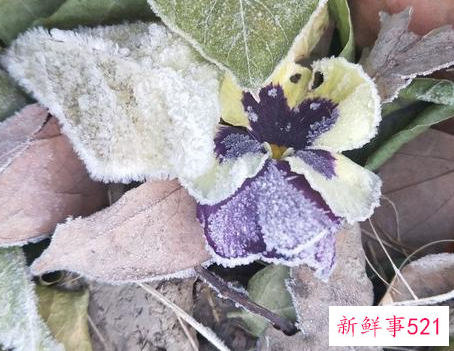 小雪节气的含义是什么