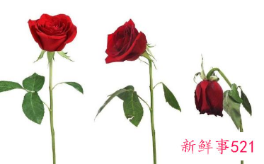 大量鲜花的保鲜方法