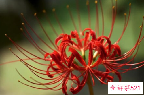 喜欢彼岸花的女人命运