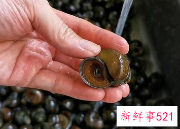 田螺和什么煲汤最好