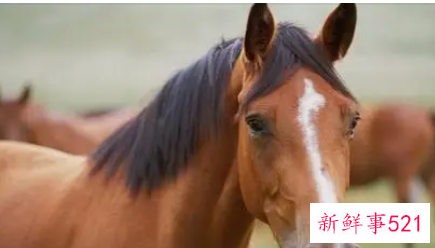 属马为什么还留着前任的联系方式