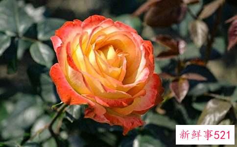 月季花为什么不能在家里养