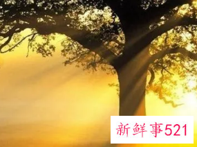 梦见死去的儿子还活着的含义