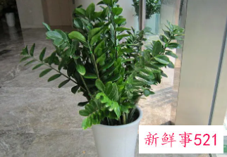 金钱树的繁殖方法