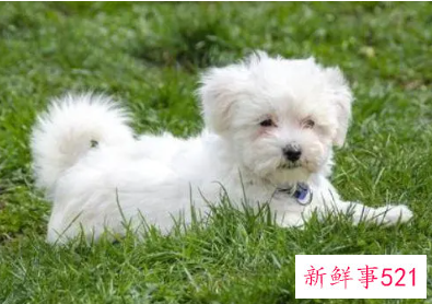 顺口招财的狗名