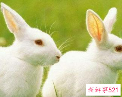 男属牛女属兔婚姻相配吗