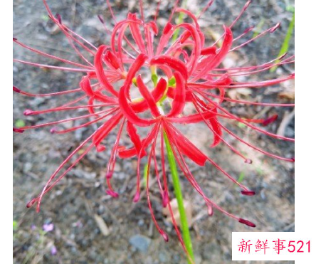 喜欢彼岸花的女人命运