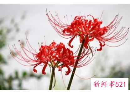 喜欢彼岸花的女人命运