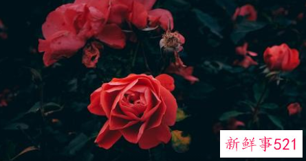 小花仙花语十二星座代表的花