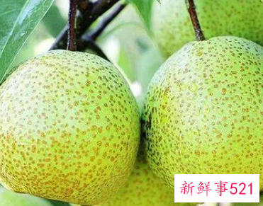 莱阳梨和雪梨哪个润肺