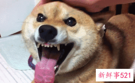 养狗真的能旺财运吗