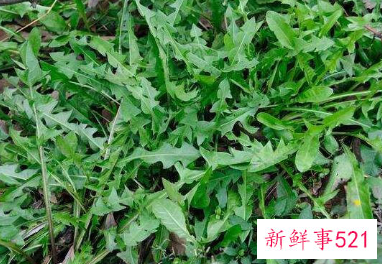 梦见荠菜有什么征兆