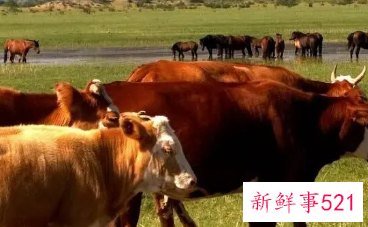 已婚女人梦见四头牛