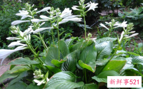 养殖的白玉簪叶子枯黄怎么救才能救活