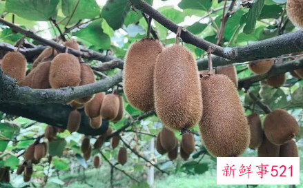 猕猴桃最快催熟方法