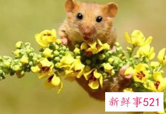 属鼠人好运微信名字