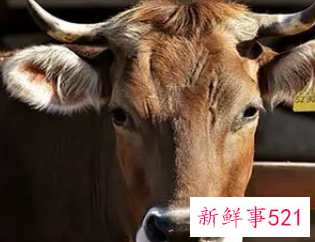 已婚女人梦见四头牛