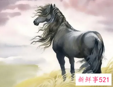 属马的人不适合养什么