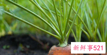 水果胡萝卜是直接吃吗