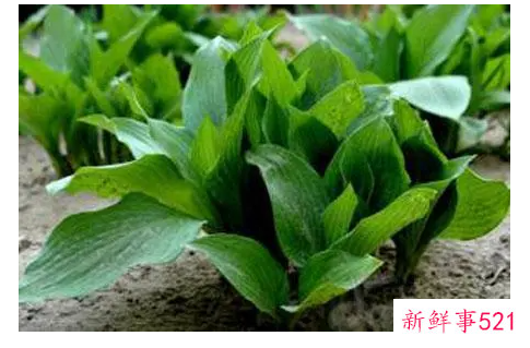 养殖的白玉簪叶子枯黄怎么救才能救活