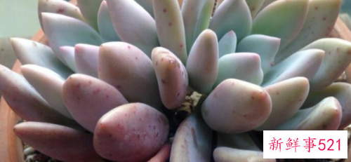 奥普琳娜的养殖方法和注意事项