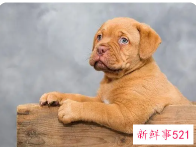 顺口招财的狗名