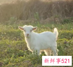 梦见山羊代表了什么