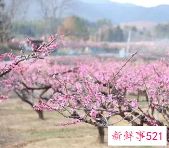 十里桃花是象征什么