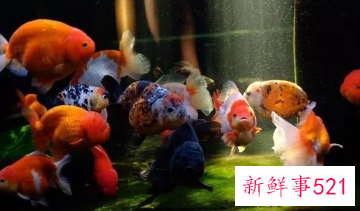 养鱼风水有哪些讲究