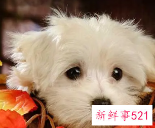 女狗狗名字吉利好运财旺