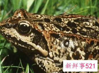 森林里有哪些动物它们有特点