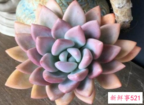 奥普琳娜的养殖方法和注意事项