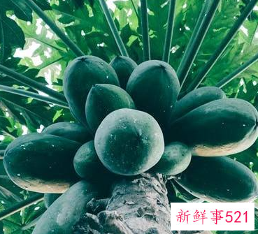 木瓜膏的功效与禁忌