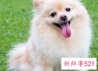 女狗狗名字吉利好运财旺