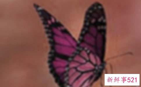 腰带蝴蝶结的相关系法图解