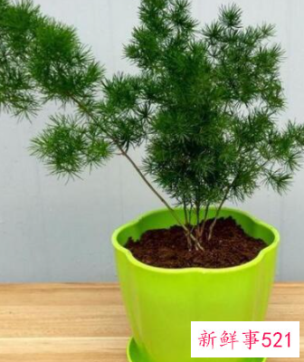 办公室摆放什么花招财