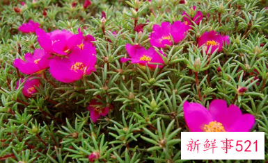 小花仙花语十二星座代表的花