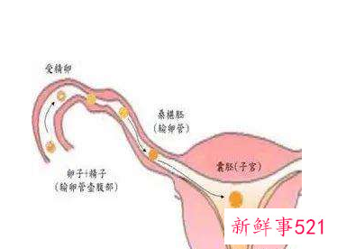 排卵期小腹一跳一跳的痛