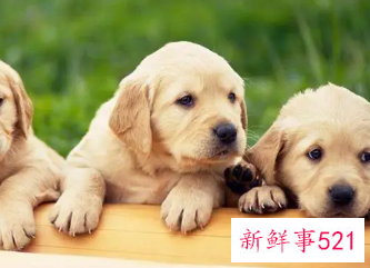 女狗狗名字吉利好运财旺