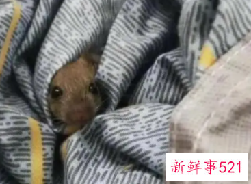 梦见老鼠在床上乱窜