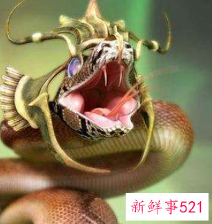 森林里有哪些动物它们有特点