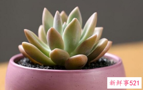 奥普琳娜的养殖方法和注意事项