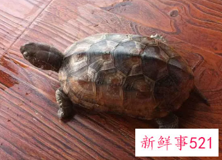 乌龟镇宅还是招灵