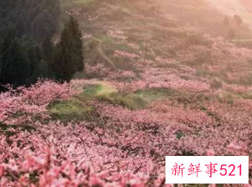 十里桃花是象征什么