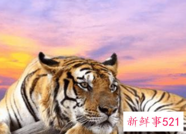 生肖属虎的人性格特点