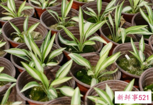 养殖的白玉簪叶子枯黄怎么救才能救活