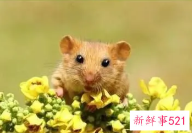 属鼠人好运微信名字