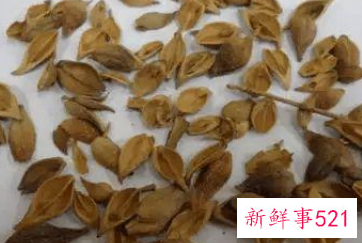 连翘的安全用量多少克